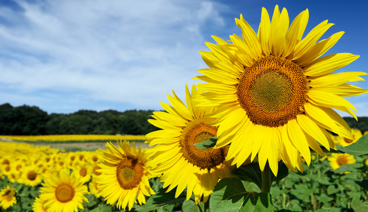 tournesol